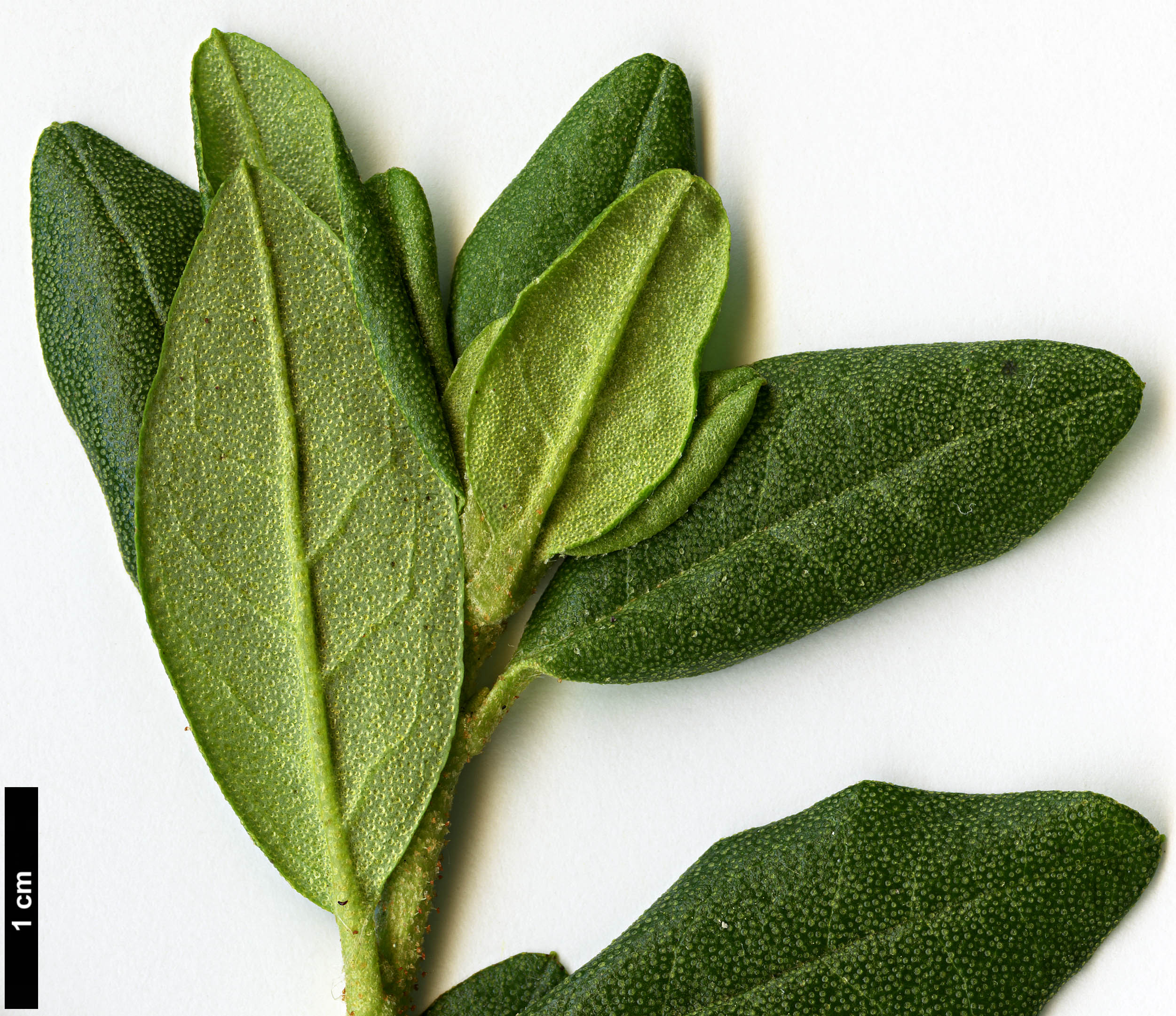 High resolution image: Family: Ericaceae - Genus: Rhododendron - Taxon: russatum - SpeciesSub: 'Collingwood Ingram'